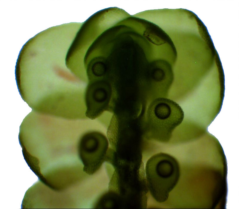 Frullania asagrayana